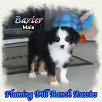Baxter, a male Toy Australian Shepherd for sale in Forestburg, TX – 1 of 5