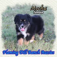 Mocha, a female Toy Australian Shepherd for sale in Forestburg, TX – 2 of 5