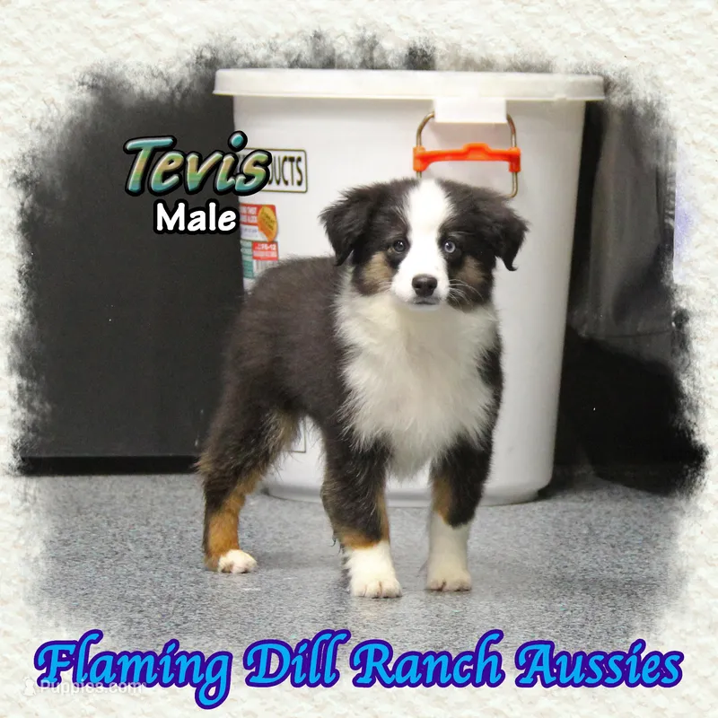 Tevis – Toy Australian Shepherd puppy for sale in Forestburg, TX