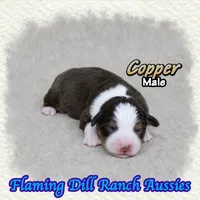 Copper, a male Toy Australian Shepherd for sale in Forestburg, TX – 3 of 5