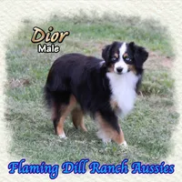 Dior, a male Toy Australian Shepherd for sale in Forestburg, TX – Photo 4 of 5