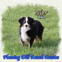 Dior, a male Toy Australian Shepherd for sale in Forestburg, TX – Photo 3 of 5