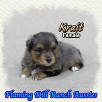 Krait, a female Toy Australian Shepherd for sale in Forestburg, TX – 4 of 5