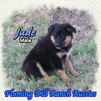 Jude, a male Miniature Australian Shepherd for sale in Forestburg, TX – 3 of 5