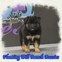Jude, a male Miniature Australian Shepherd for sale in Forestburg, TX – 1 of 5