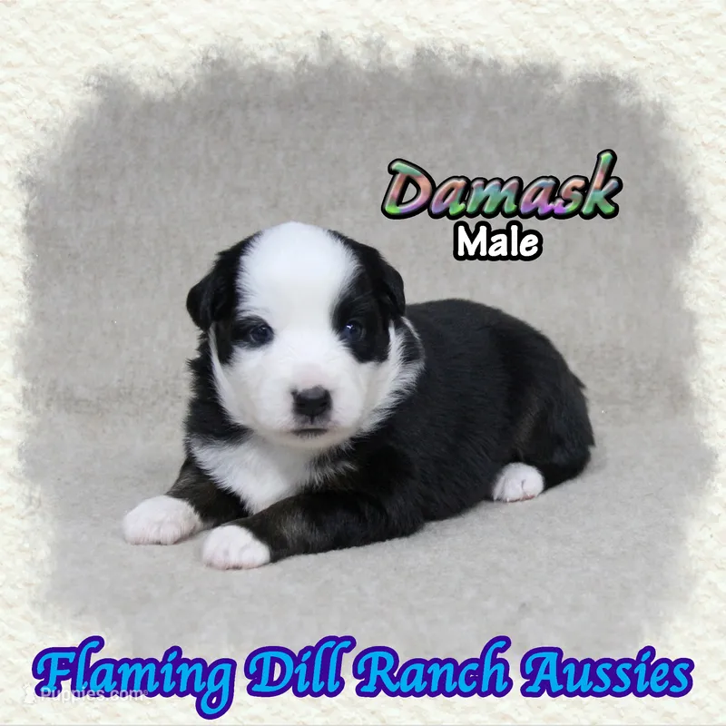 Damask – Miniature Australian Shepherd puppy for sale in Forestburg, TX