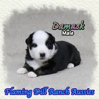 Damask, a male Miniature Australian Shepherd for sale in Forestburg, TX – 1 of 5