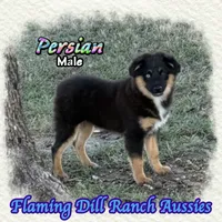 Persian, a male Miniature Australian Shepherd for sale in Forestburg, TX – 2 of 5