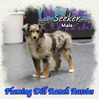 Seeker, a male Miniature Australian Shepherd and Toy Australian Shepherd for sale in Forestburg, TX – Photo 1 of 5