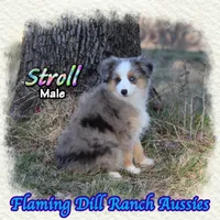 Stroll, a male Toy Australian Shepherd for sale in Forestburg, TX – Photo 3 of 5