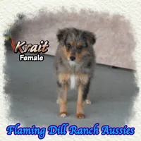 Krait, a female Toy Australian Shepherd for sale in Forestburg, TX – 4 of 5