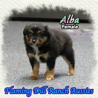 Alba, a female Miniature Australian Shepherd for sale in Forestburg, TX – 2 of 5