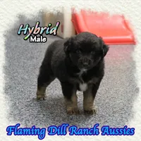 Hybrid, a male Miniature Australian Shepherd for sale in Forestburg, TX – 4 of 5