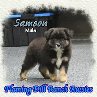 Samson, a male Miniature Australian Shepherd for sale in Forestburg, TX – 1 of 5