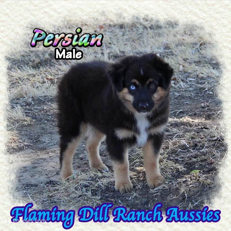 Persian – Miniature Australian Shepherd puppy for sale in Forestburg, TX