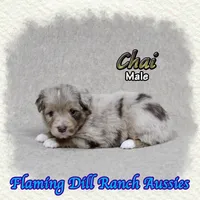 Chai, a male Toy Australian Shepherd for sale in Forestburg, TX – 3 of 5