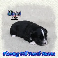 Nigiri, a male Toy Australian Shepherd for sale in Forestburg, TX – 3 of 5