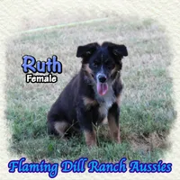 Ruth, a female Miniature Australian Shepherd for sale in Forestburg, TX – 3 of 5