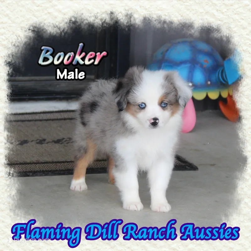 Booker – Toy Australian Shepherd puppy for sale in Forestburg, TX