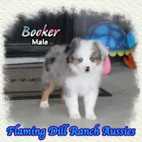 Booker, a male Toy Australian Shepherd for sale in Forestburg, TX – 1 of 5