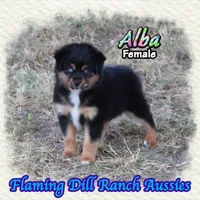 Alba, a female Miniature Australian Shepherd for sale in Forestburg, TX – 1 of 5