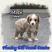 Moth, a male Toy Australian Shepherd for sale in Forestburg, TX – 2 of 5
