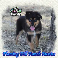 Alba, a female Miniature Australian Shepherd for sale in Forestburg, TX – 2 of 5