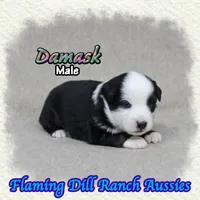 Damask, a male Miniature Australian Shepherd for sale in Forestburg, TX – 2 of 5