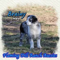 Brainy, a male Miniature Australian Shepherd for sale in Forestburg, TX – Photo 4 of 5
