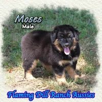 Moses, a male Miniature Australian Shepherd for sale in Forestburg, TX – 2 of 5