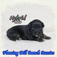 Hybrid, a male Miniature Australian Shepherd for sale in Forestburg, TX – 3 of 5