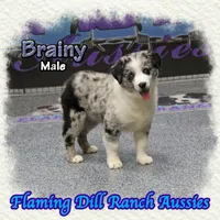 Brainy, a male Miniature Australian Shepherd for sale in Forestburg, TX – Photo 1 of 5