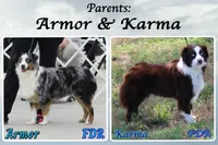 Brainy, a male Miniature Australian Shepherd for sale in Forestburg, TX – Photo 5 of 5