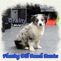 Brainy, a male Miniature Australian Shepherd for sale in Forestburg, TX – Photo 3 of 5
