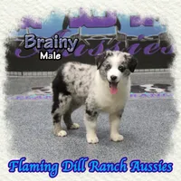 Brainy, a male Miniature Australian Shepherd for sale in Forestburg, TX – Photo 4 of 5