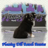 Visconti, a male Toy Australian Shepherd for sale in Forestburg, TX – Photo 3 of 5