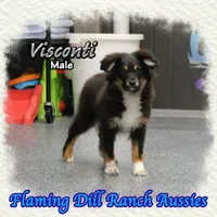 Visconti, a male Toy Australian Shepherd for sale in Forestburg, TX – Photo 1 of 5