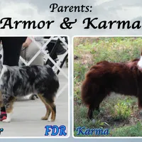 Vanity, a female Miniature Australian Shepherd for sale in Forestburg, TX – Photo 5 of 5