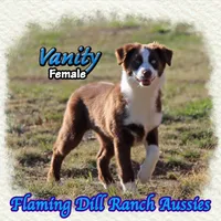 Vanity, a female Miniature Australian Shepherd for sale in Forestburg, TX – Photo 1 of 5
