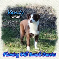 Vanity, a female Miniature Australian Shepherd for sale in Forestburg, TX – Photo 4 of 5