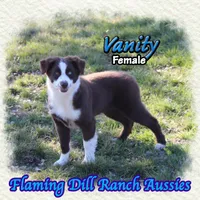 Vanity, a female Miniature Australian Shepherd for sale in Forestburg, TX – Photo 2 of 5
