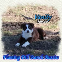 Vanity, a female Miniature Australian Shepherd for sale in Forestburg, TX – Photo 3 of 5