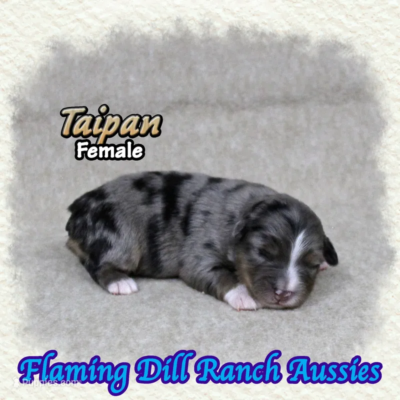Taipan – Toy Australian Shepherd puppy for sale in Forestburg, TX