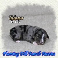 Taipan, a female Toy Australian Shepherd for sale in Forestburg, TX – 1 of 5