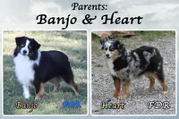 Visconti, a male Toy Australian Shepherd for sale in Forestburg, TX – Photo 5 of 5