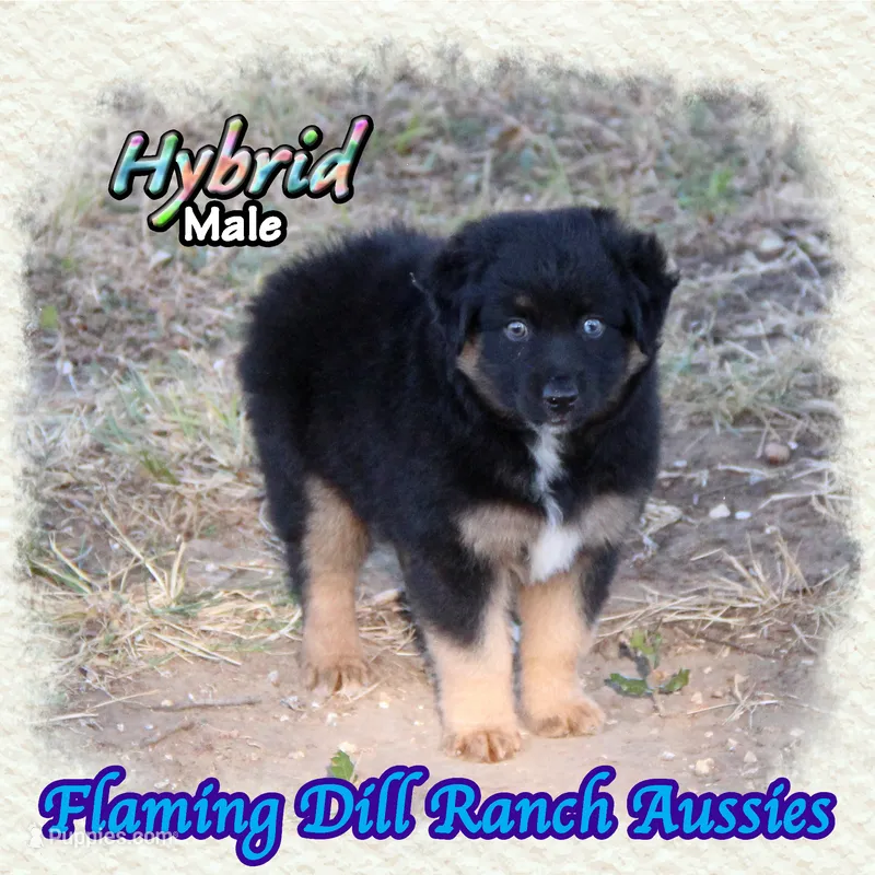 Hybrid – Miniature Australian Shepherd puppy for sale in Forestburg, TX