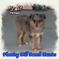 Krait, a female Toy Australian Shepherd for sale in Forestburg, TX – 2 of 5