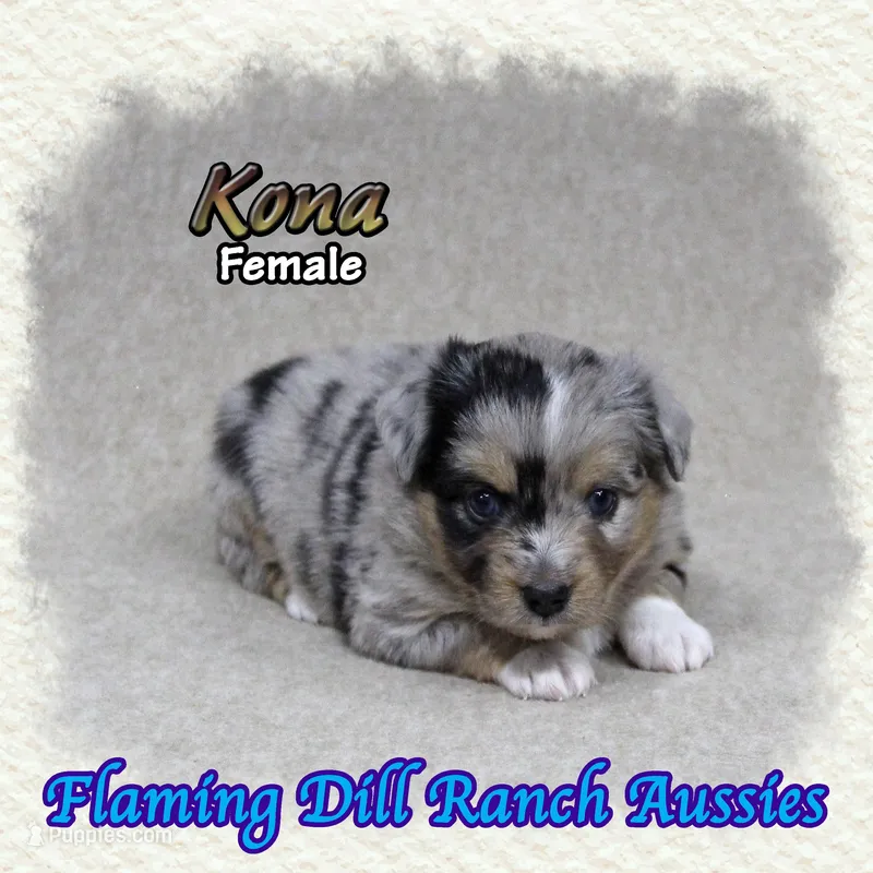Kona – Toy Australian Shepherd puppy for sale in Forestburg, TX