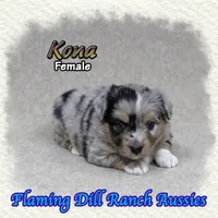 Kona, a female Toy Australian Shepherd for sale in Forestburg, TX – 1 of 5