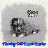 Kona, a female Toy Australian Shepherd for sale in Forestburg, TX – 2 of 5